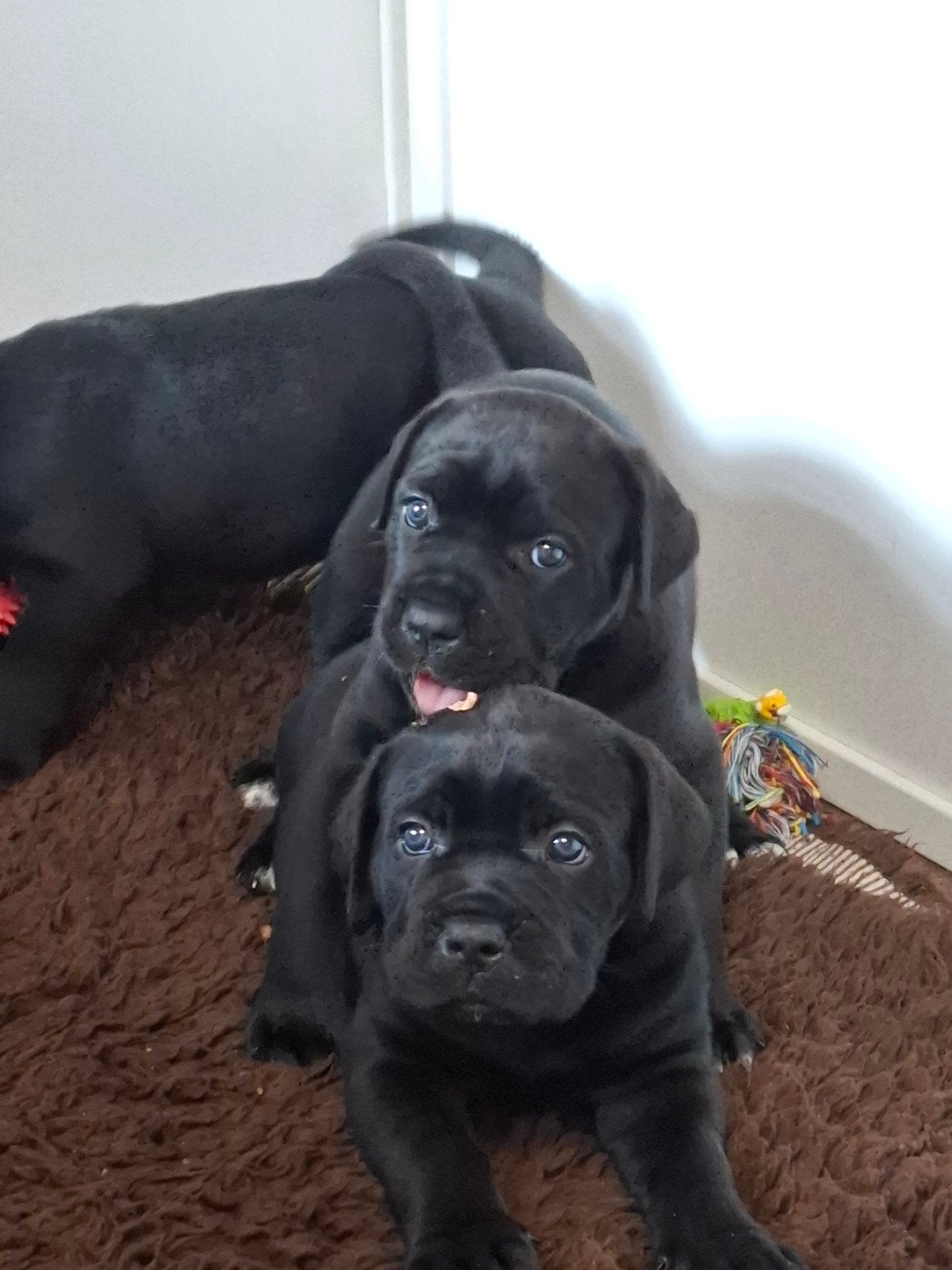 Cane corso (Zwart), Dieren en Toebehoren, Honden | Bulldogs, Pinschers en Molossers, Overige rassen, 8 tot 15 weken, Teef, Parvo
