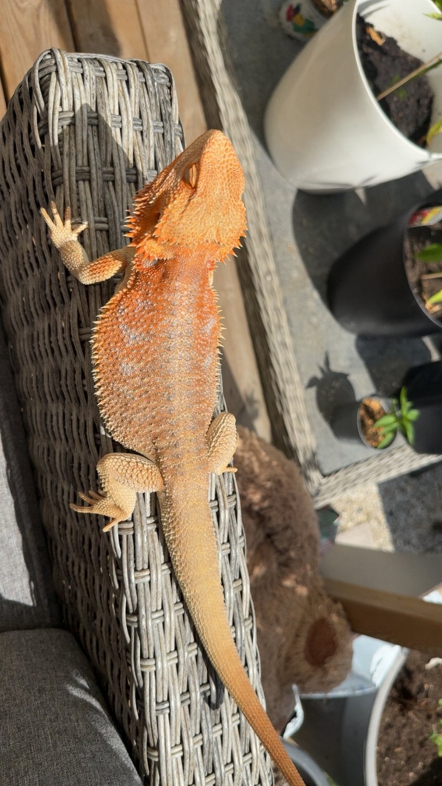 Baardagaam ( Pagona Vitticeps ) Bearded Dragon photo 15