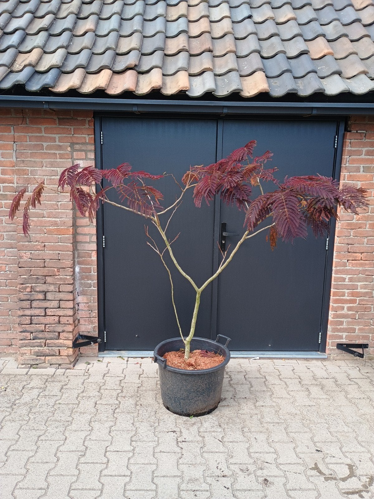 Albizia Julibrissin Summer Chocolate meerstammige, Ophalen