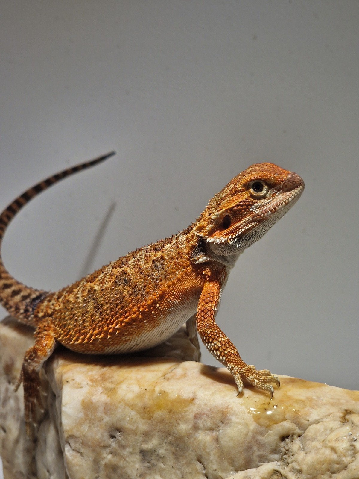 DRACO REPTILES – Prachtige Baardagaam Nakweek Bearded Dragon photo 7