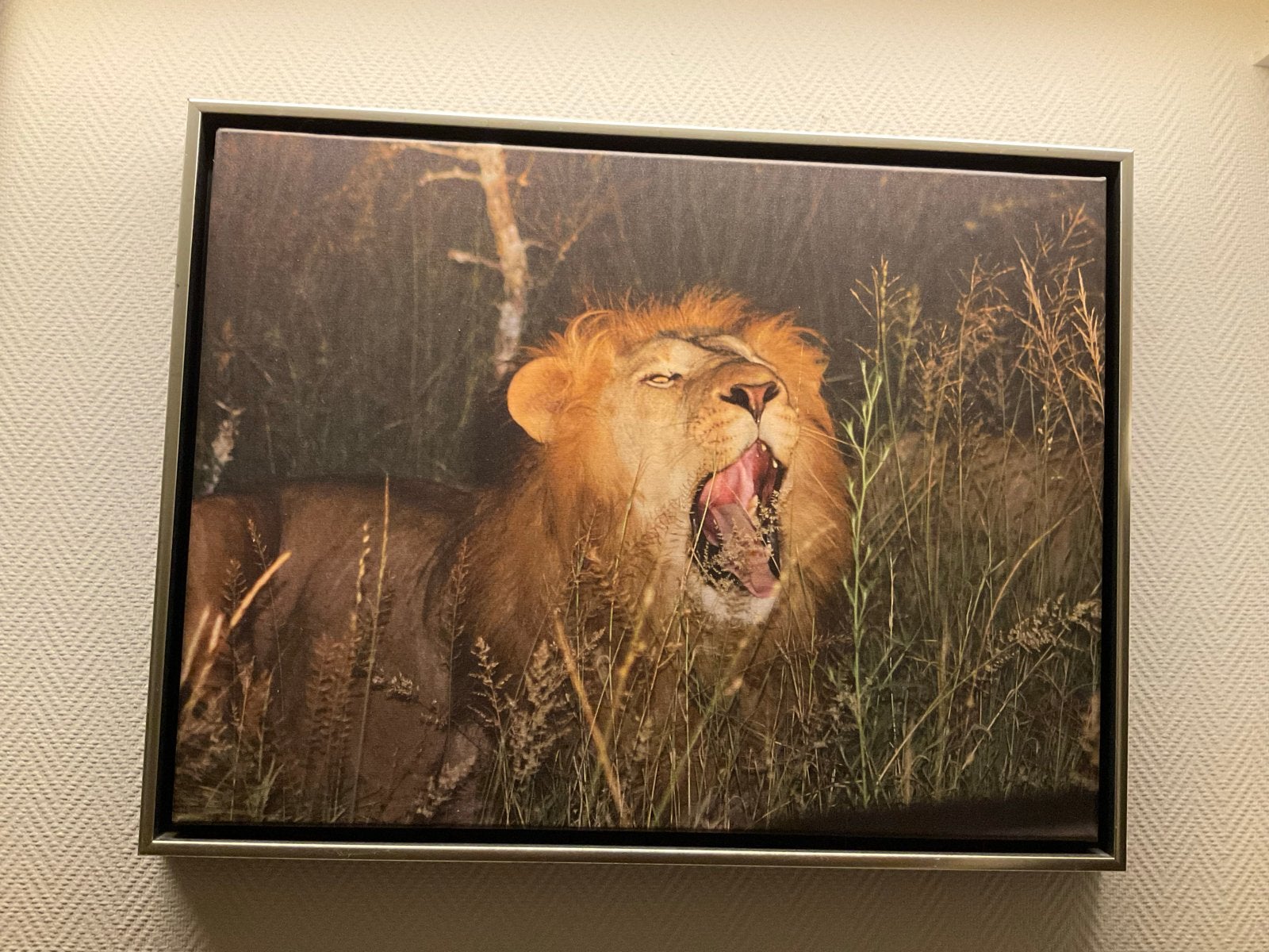 Prachtig schilderij op canvas: Brullende Leeuw in baklijst, Ophalen, Doek, Realistisch, Dieren
