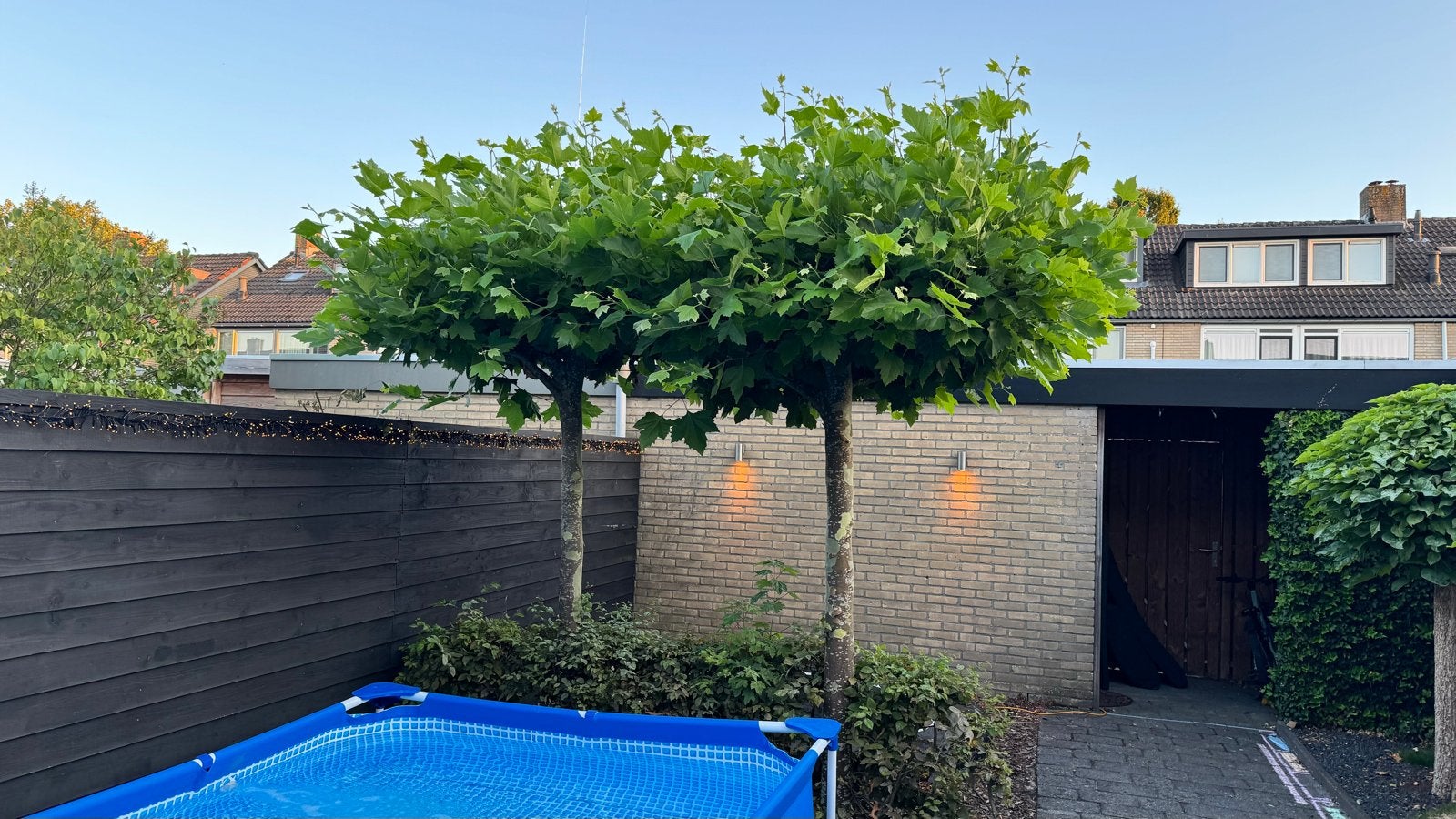 Dakplatanen 2 suks 19 jaar oud., Tuin en Terras, Lente, Dakboom, 250 tot 400 cm, Ophalen