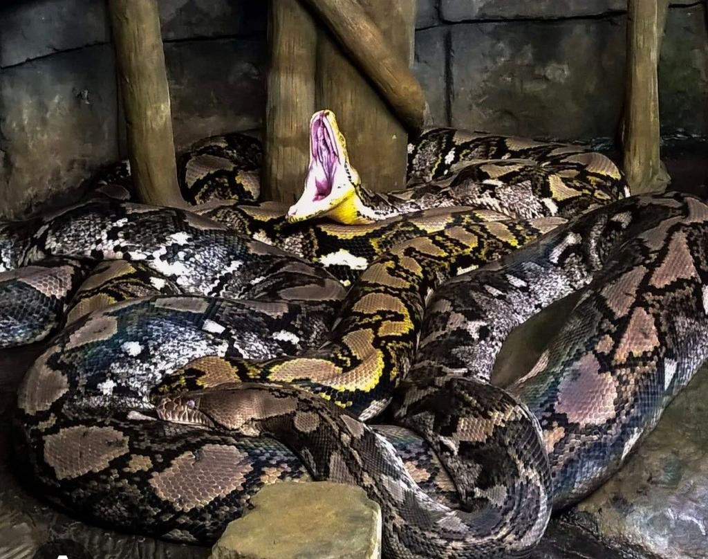Groot retic  gezocht, Dieren en Toebehoren, Slang, 0 tot 2 jaar