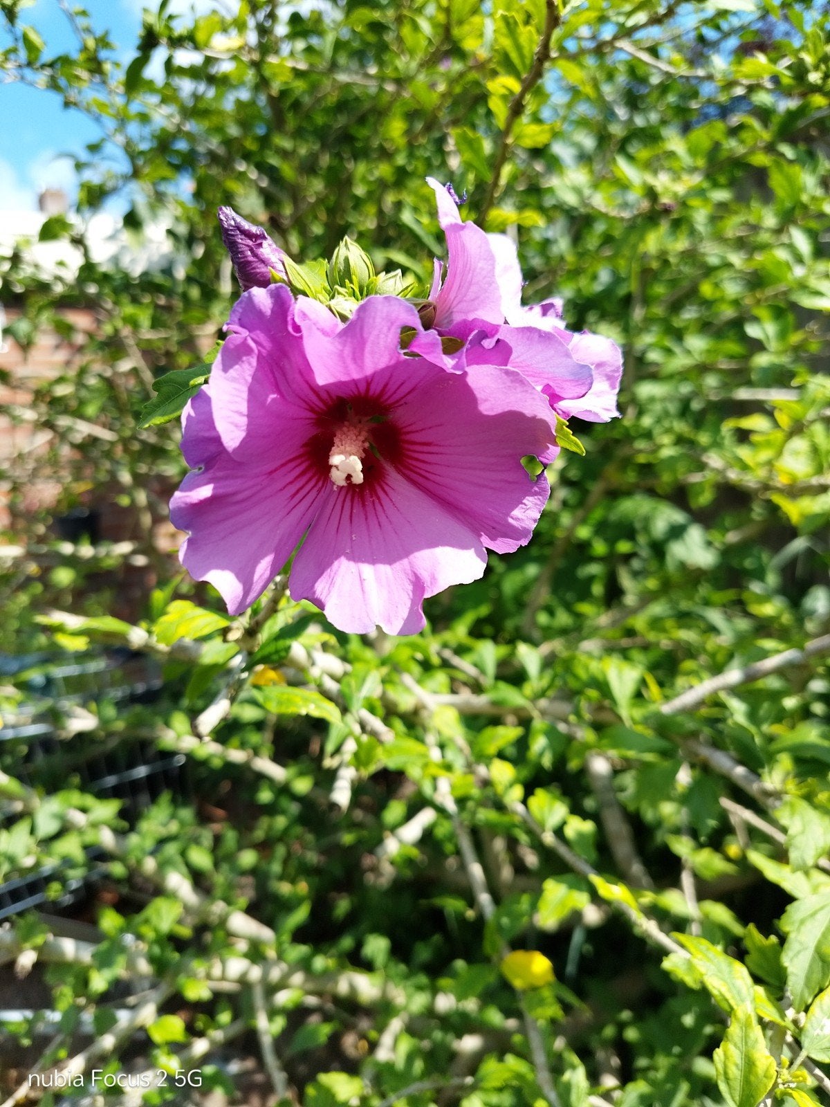Jonge Hibiscus struikjes - paarse bloemen, Ophalen