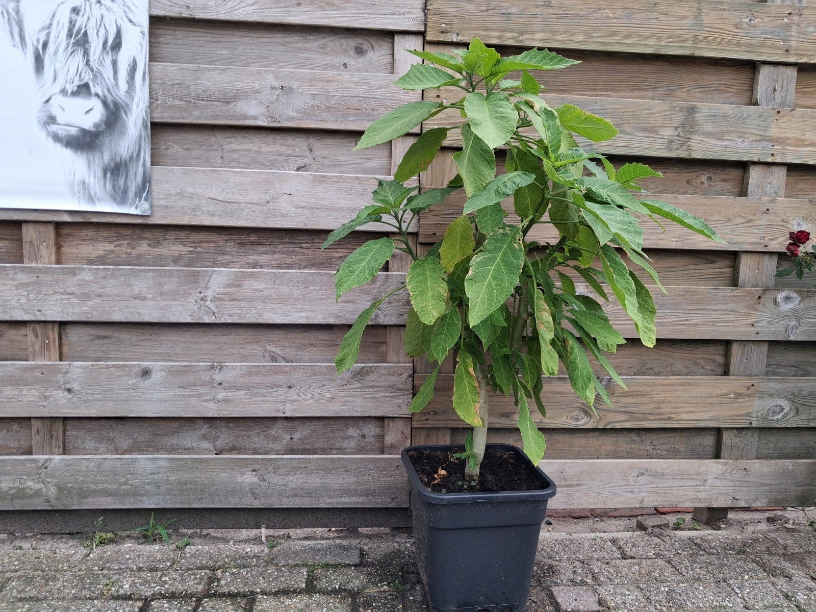 Brugmansia ( Engelentrompet), Tuin en Terras, Ophalen, Overige soorten, Volle zon