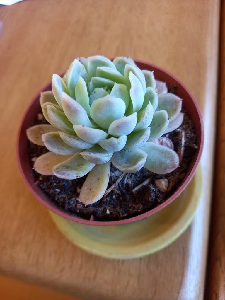 Echeveria, Huis en Inrichting, Kamerplanten, Ophalen, Halfschaduw, Minder dan 100 cm