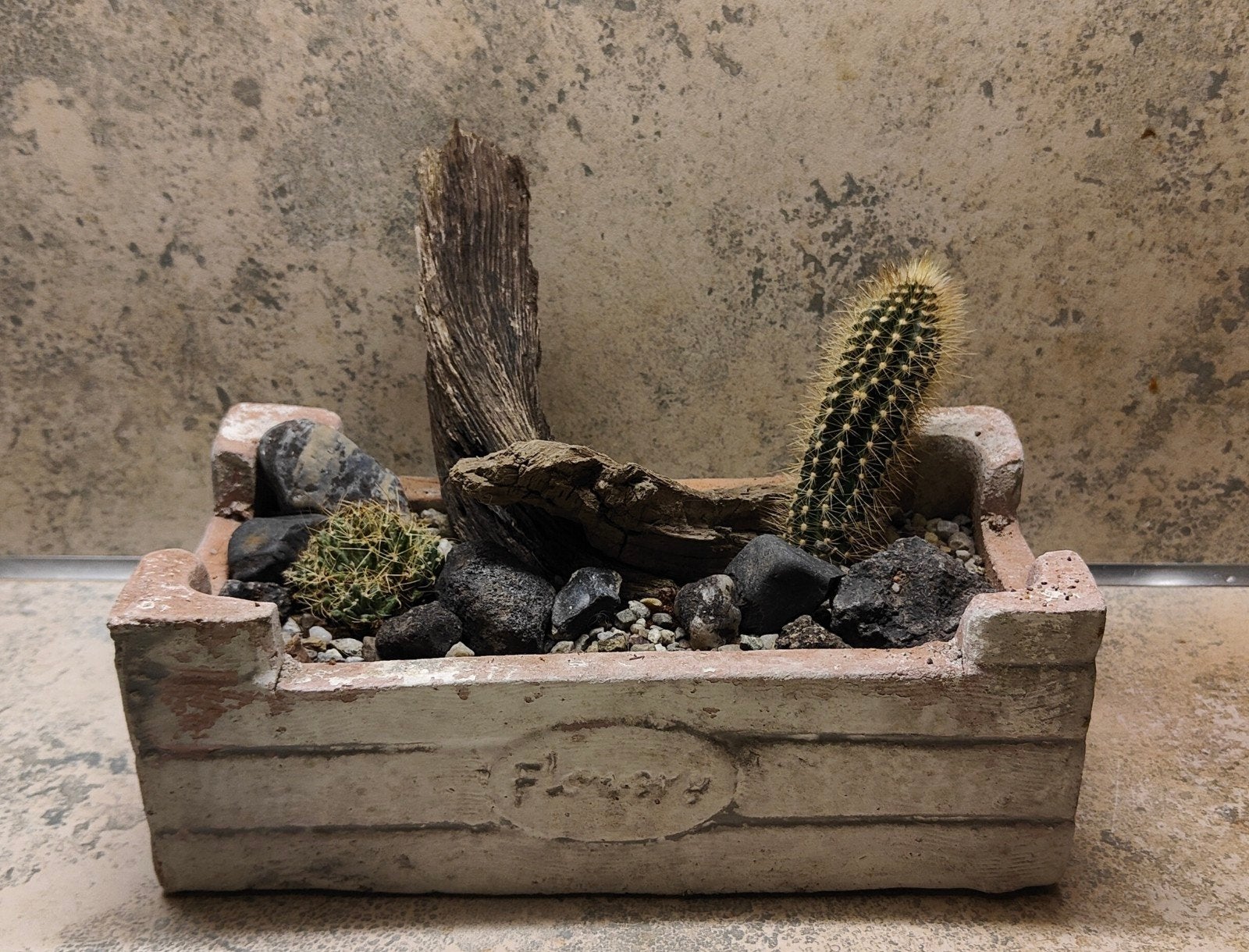 Cactustuintje in stenen bakje, Huis en Inrichting, Ophalen, Cactus, In pot, Minder dan 100 cm