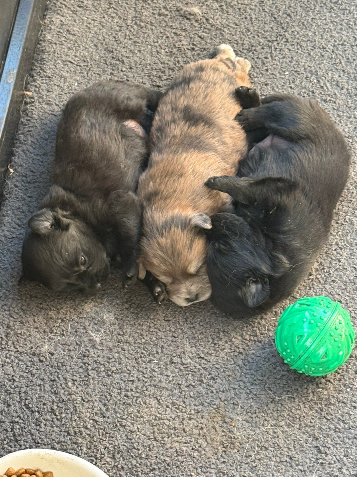 Pomeriaan/dewergkees pups, België, Particulier, Overige rassen, 8 tot 15 weken