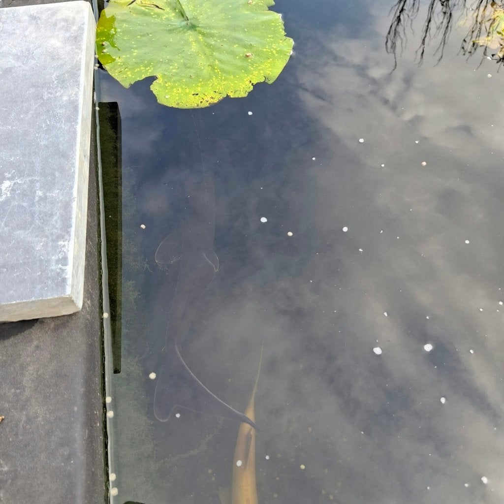 Siberische steur, Dieren en Toebehoren, Steur