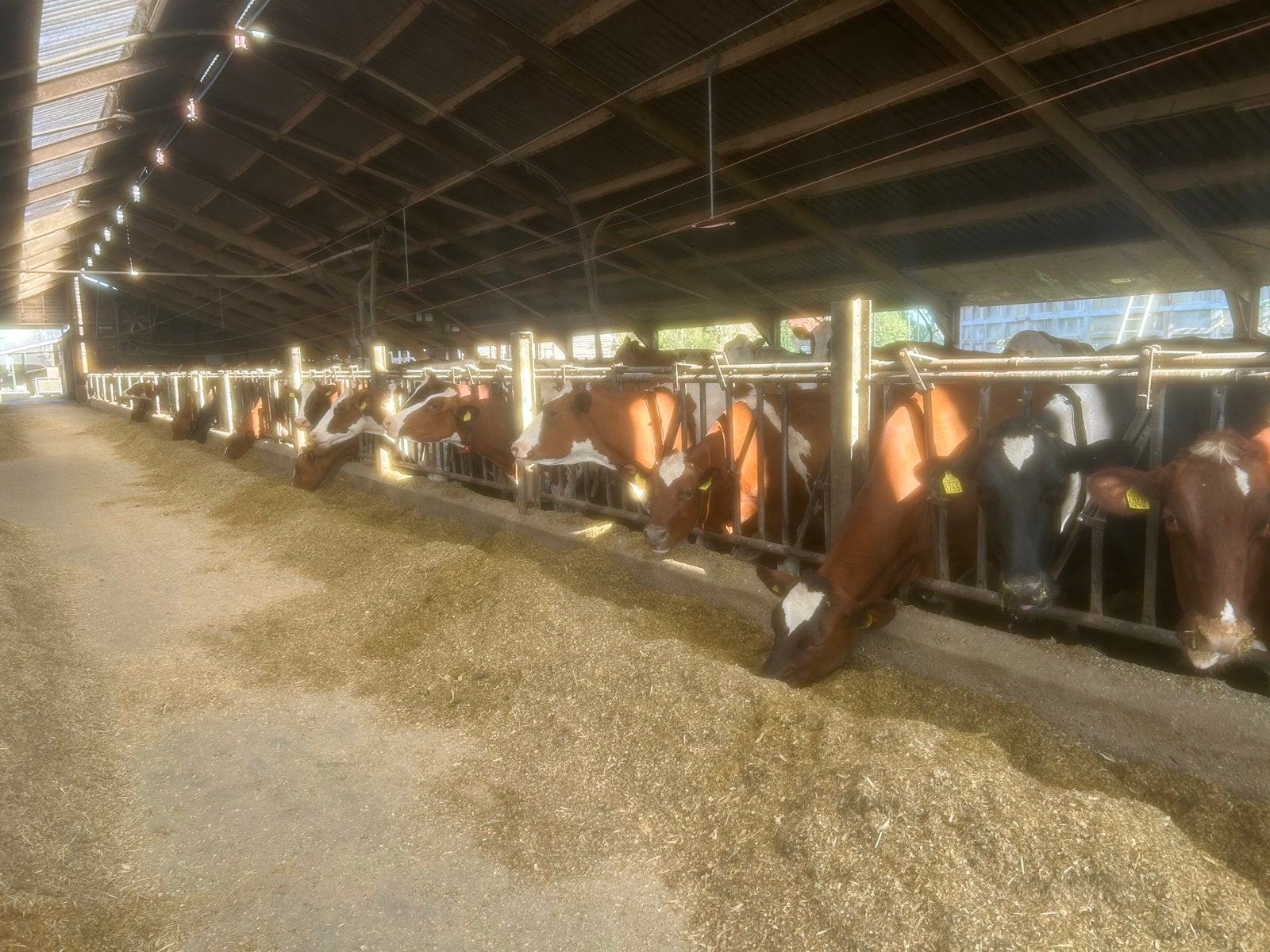 20 gebruikte voerhekken voor koeien, 325 cm lang, Zakelijke goederen, Ophalen, Veehouderij, Stalinrichting