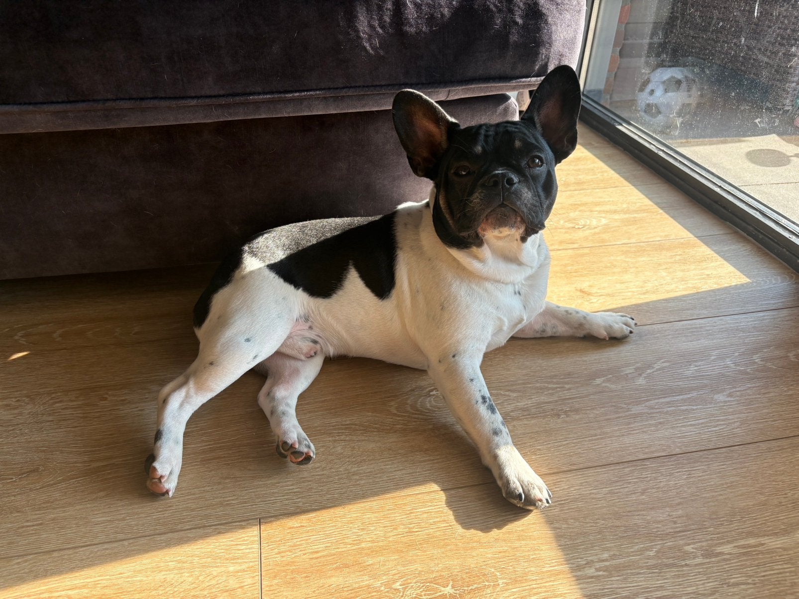 Franse Bulldog reu zoekt liefdevol en rustig thuis, Dieren en Toebehoren, 15 weken tot 1 jaar, Reu, Parvo, Bulldog