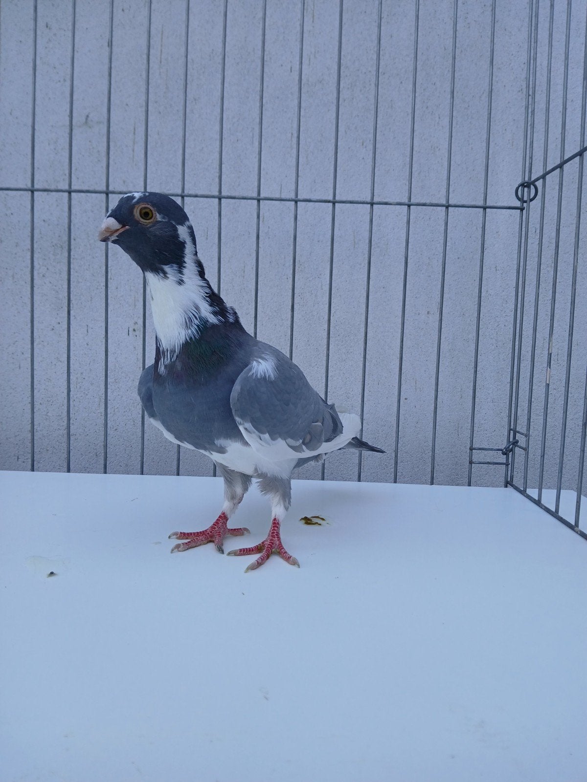 Mtawwak, Syrische duif, Dieren en Toebehoren, Vogels | Duiven, Meerdere dieren, Overige soorten