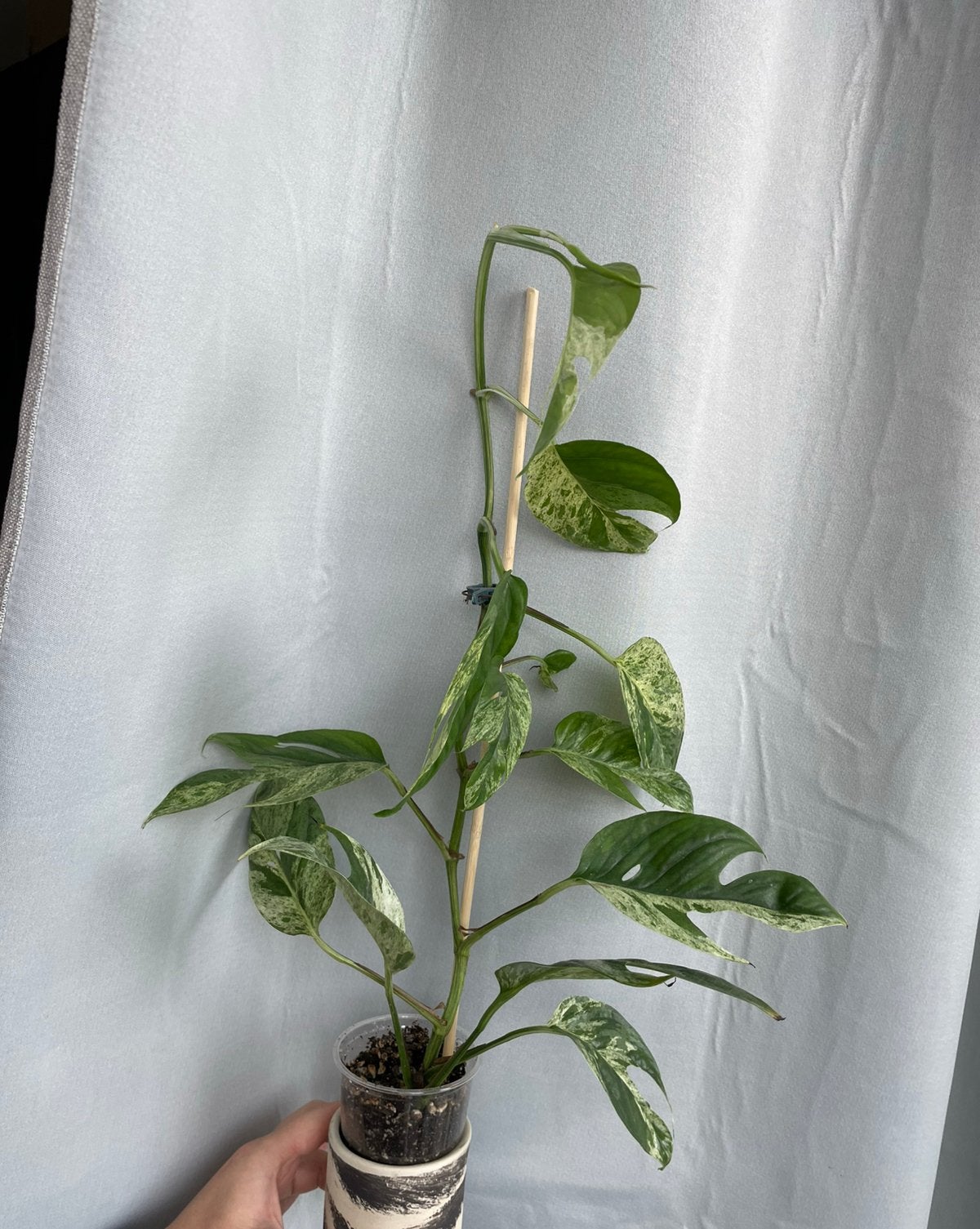 Epipremnum pinnatum marble variegata, Ophalen of Verzenden, Halfschaduw, Minder dan 100 cm