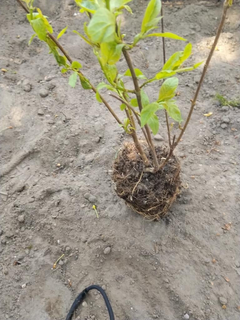 Hortensia planten, Tuin en Terras, Planten | Tuinplanten, Ophalen, Vaste plant, Overige soorten, Halfschaduw