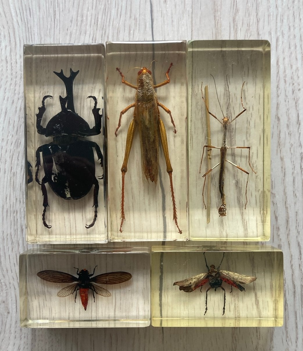 Set van 45 insecten in kunsthars epoxy, Ophalen of Verzenden