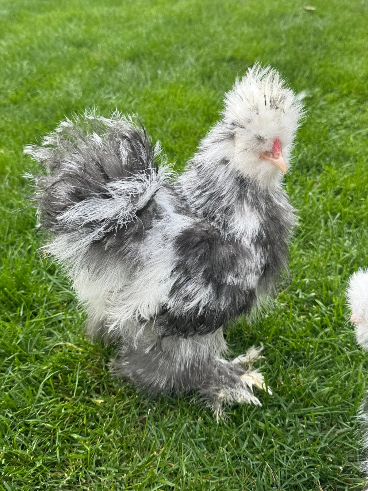 Usa zijdehoen haan blauw mottled van 1 juli, Dieren en Toebehoren, Mannelijk, Kip