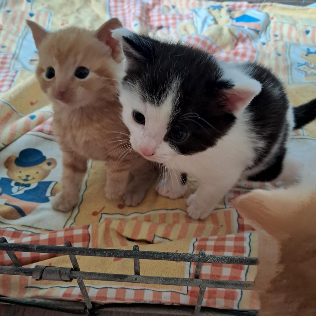 Kittens, Dieren en Toebehoren, Katten en Kittens | Raskatten | Korthaar, Meerdere dieren, Ontwormd, 0 tot 2 jaar
