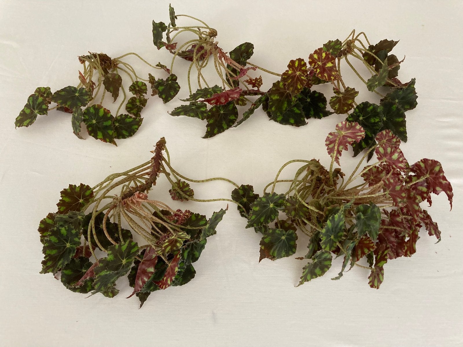 GRATIS KAMERPLANT STEKJES BEGONIA, Ophalen, Halfschaduw, Minder dan 100 cm