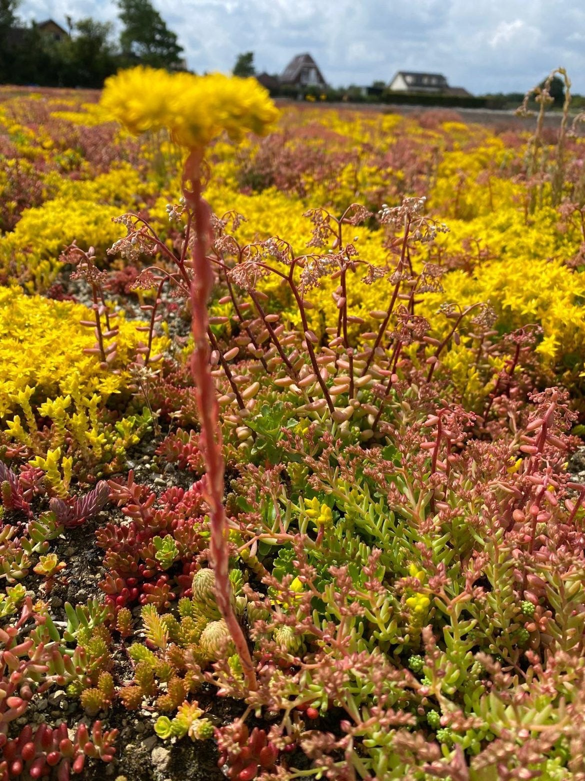 Premium sedum cassette kant-en-klaar groendak systeem, Ophalen, Overige soorten, Minder dan 100 cm