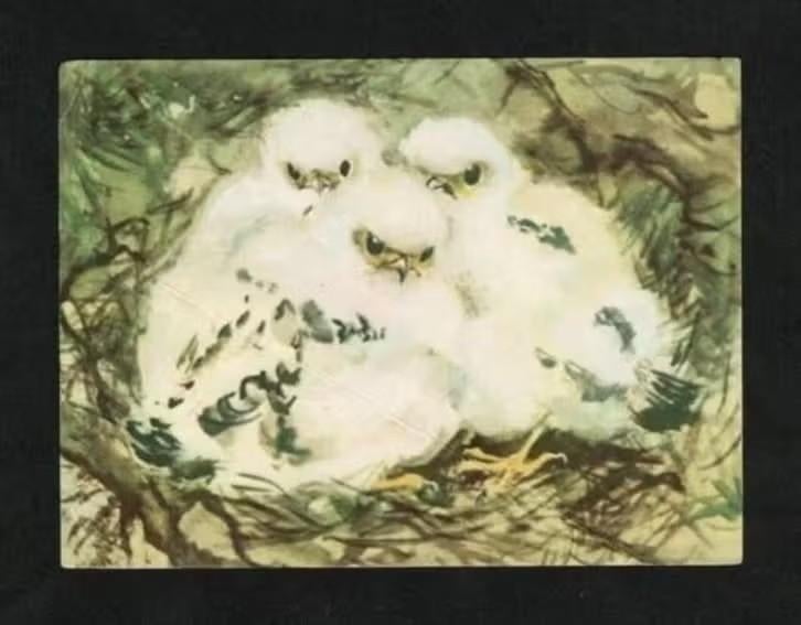 Albumplaatje Jonge Boomvalkjes Wattedotten in Nest., Ophalen of Verzenden, Zo goed als nieuw