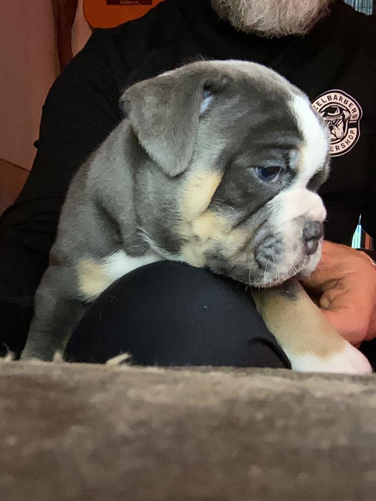 New english bulldog puppies, Dieren en Toebehoren, Honden | Bulldogs, Pinschers en Molossers, 8 tot 15 weken, Parvo, Bulldog, Meerdere