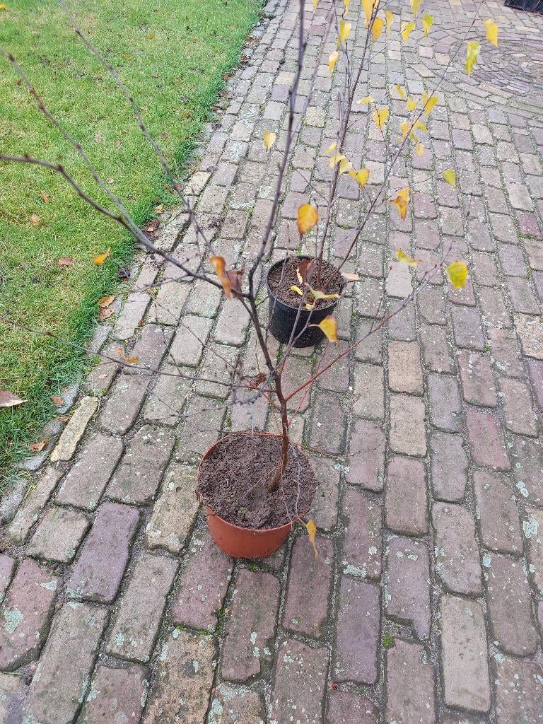 Berkenboom Betula 75 cm, Tuin en Terras, Minder dan 100 cm, Volle zon, In pot, Overige soorten