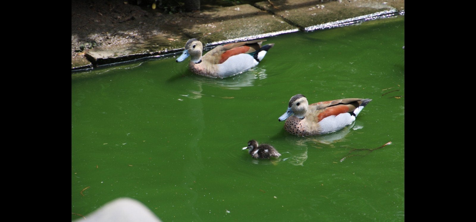 roodschoudtalingen overjarige koppels, Dieren en Toebehoren, Meerdere dieren, Eend
