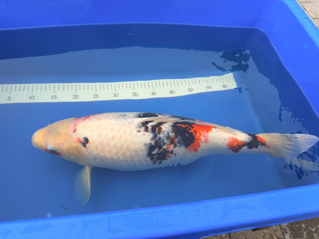 Sanke circa 55 cm - Moet weg!, Karper of Koi