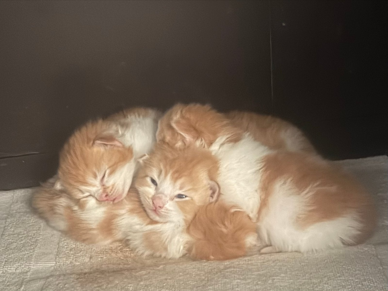 Ragcoon kittens, Dieren en Toebehoren, Katten en Kittens | Raskatten | Langhaar, Meerdere dieren, Ontwormd