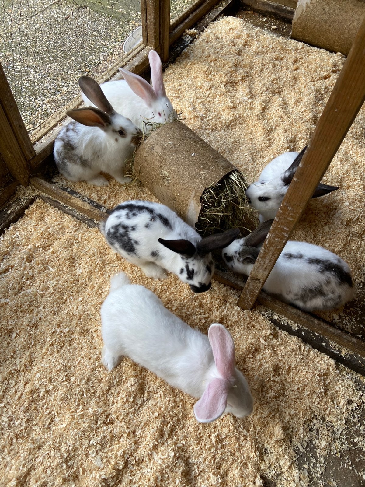 Vlaamse reusjes, Meerdere dieren, Groot