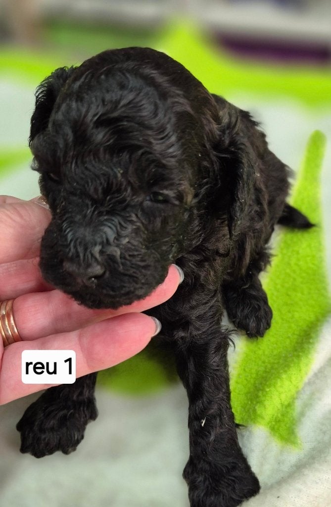 Schitterende dwerg poedel pups, Poedel, Parvo, 8 tot 15 weken, Meerdere