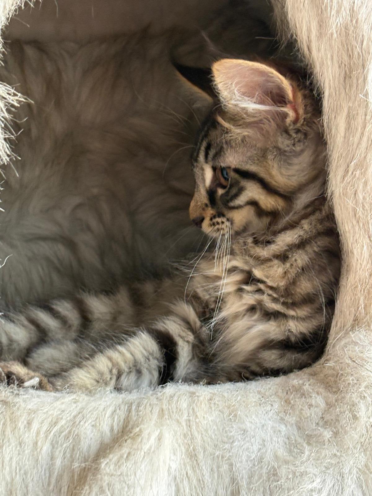 Mainecoon kittens, Meerdere dieren, Gechipt, 0 tot 2 jaar