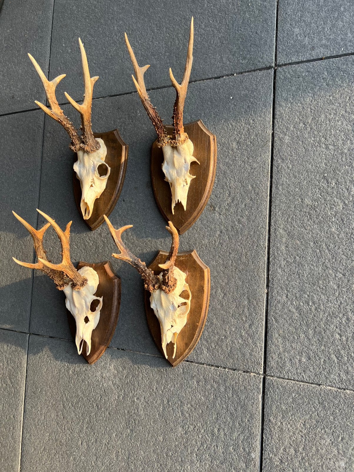 4x gewei reebok met schedel, Verzamelen, Dierenverzamelingen, Ophalen of Verzenden, Zo goed als nieuw, Hert, Gewei of Kop