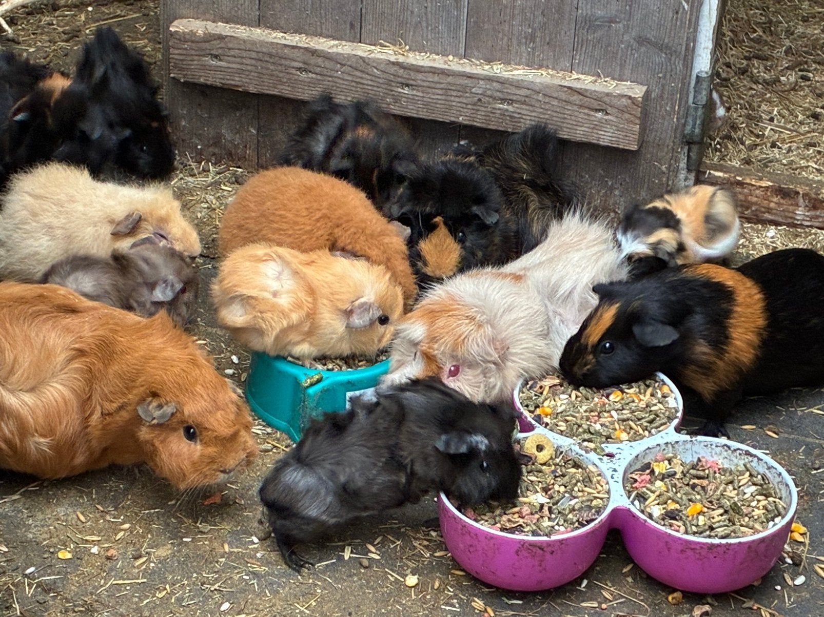 Jonge cavia’s, Dieren en Toebehoren, Juli, Meerdere dieren, Cavia