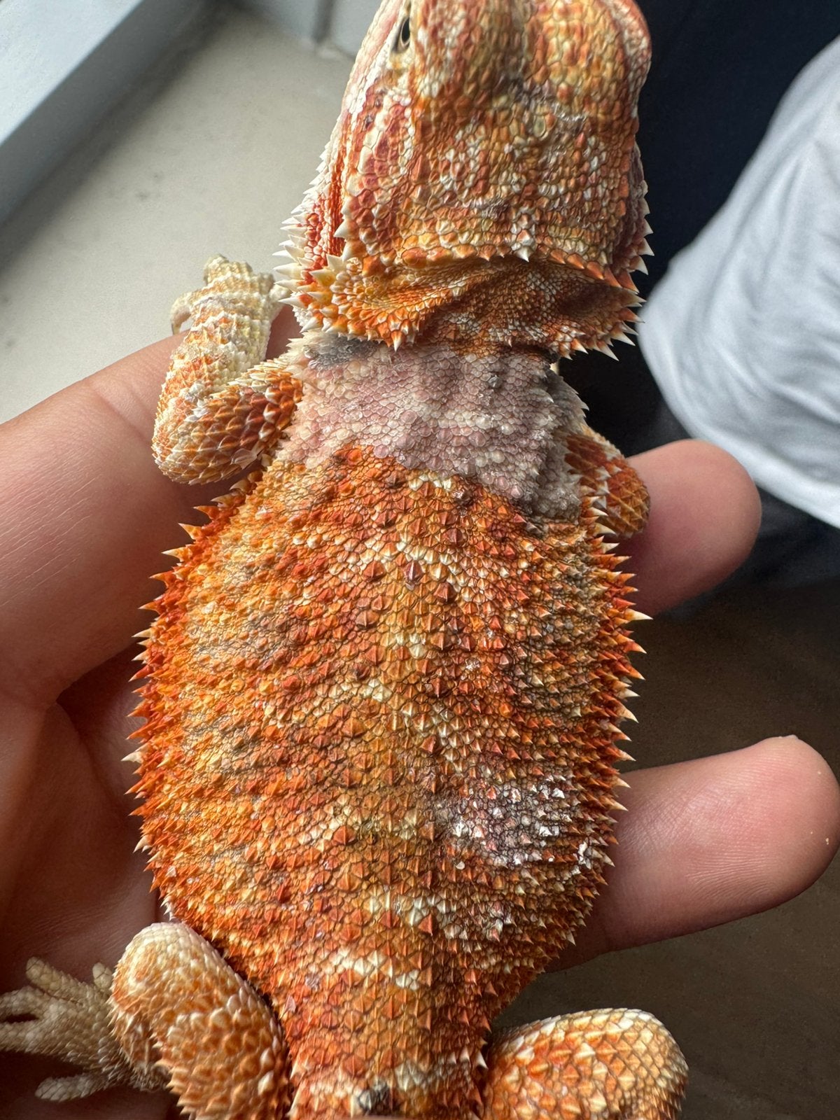Baardagaam jonkie man Bearded Dragon - male for sale from De Hobbykweker