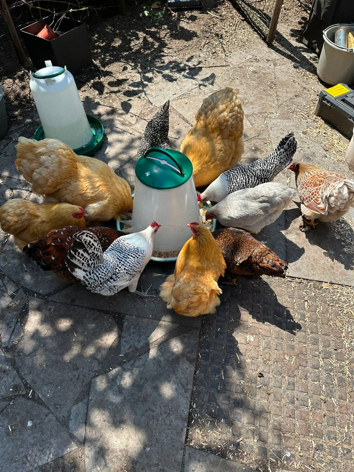 Toompje kippen te koop Kriel Orphington Friese Wyandotte, Dieren en Toebehoren, Pluimvee, Vrouwelijk, Kip