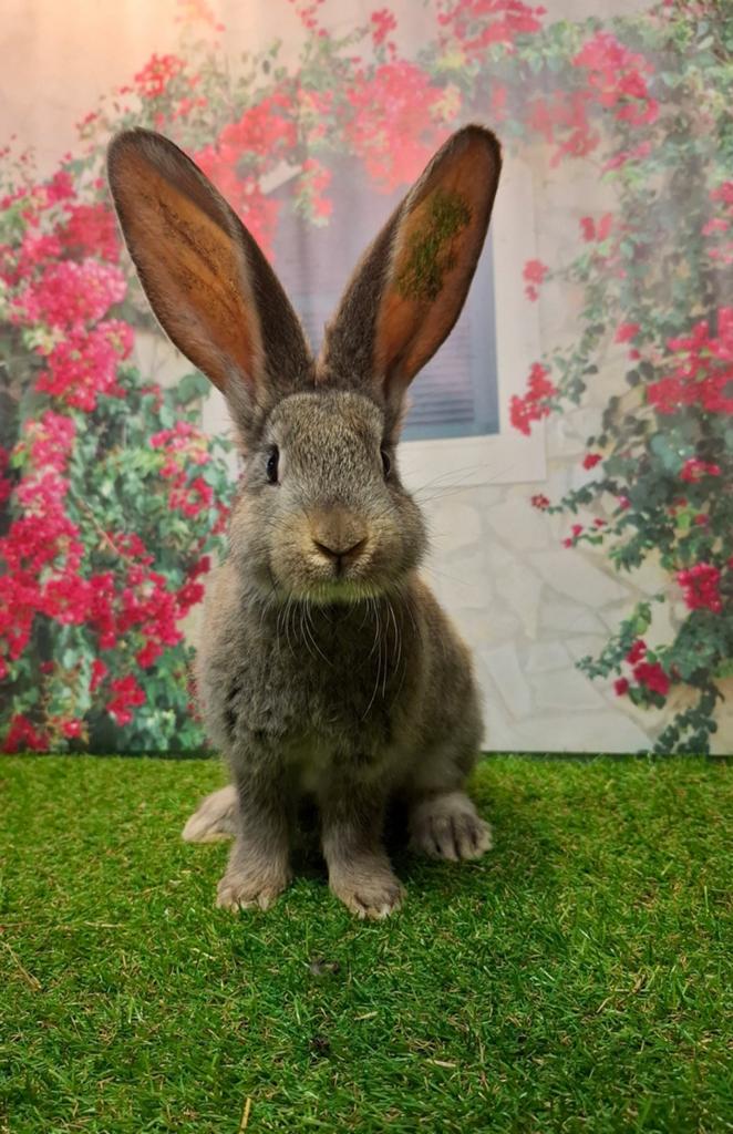 Vlaamse reuzen met authentieke kleur, Meerdere dieren, Groot