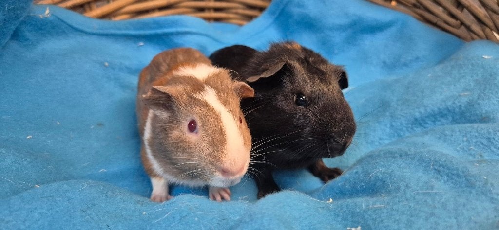 Caviakoppel ABEL & ARON uit de opvang zoeken een tehuis!, Cavia, Juni, Meerdere dieren, Tam
