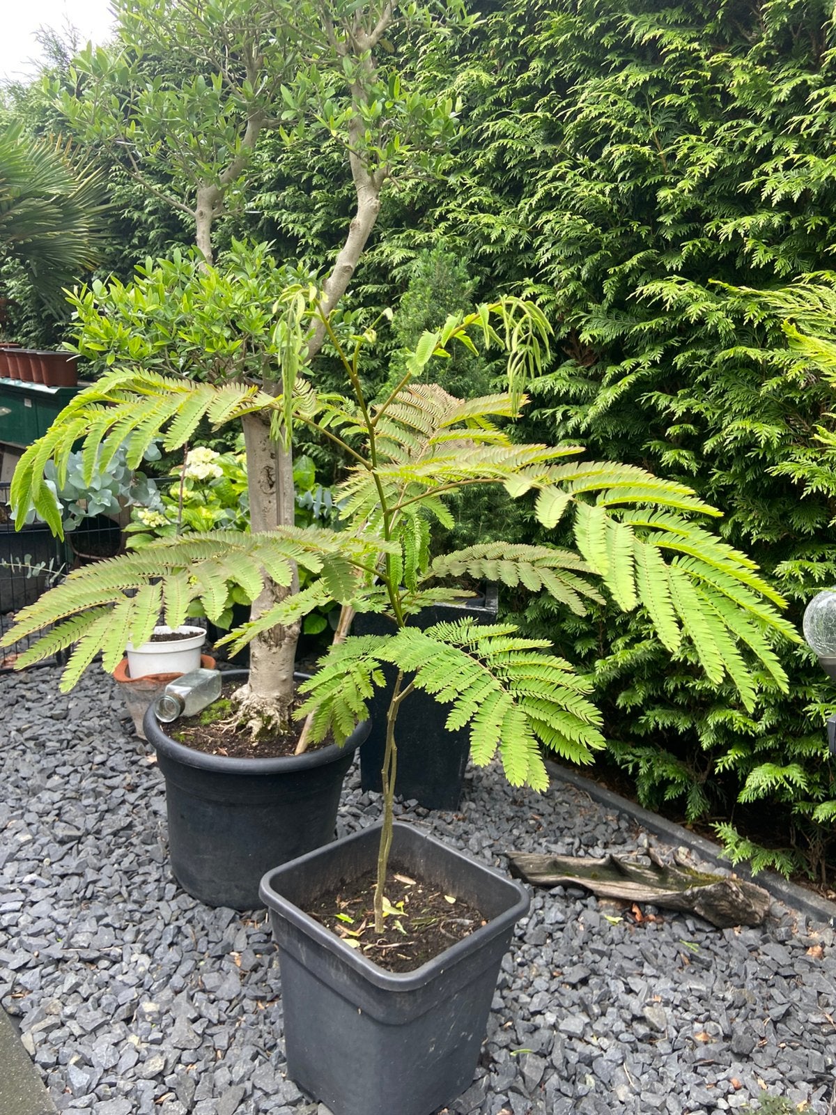 ALBIZIA TREUR, Tuin en Terras, Planten | Bomen, Halfschaduw, Overige soorten, Minder dan 100 cm, Zomer