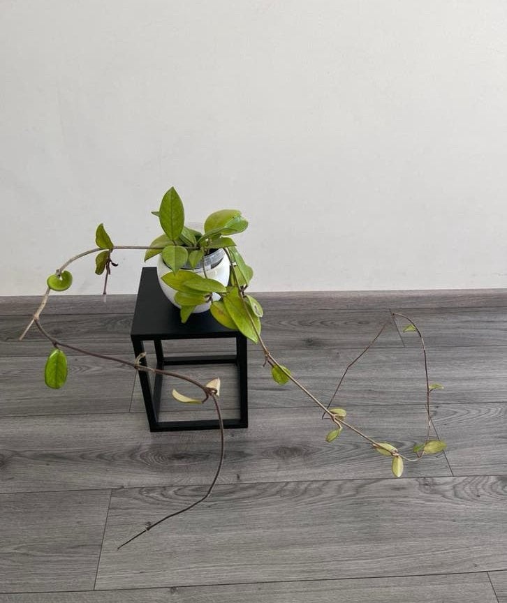 Hangplant, Ophalen of Verzenden