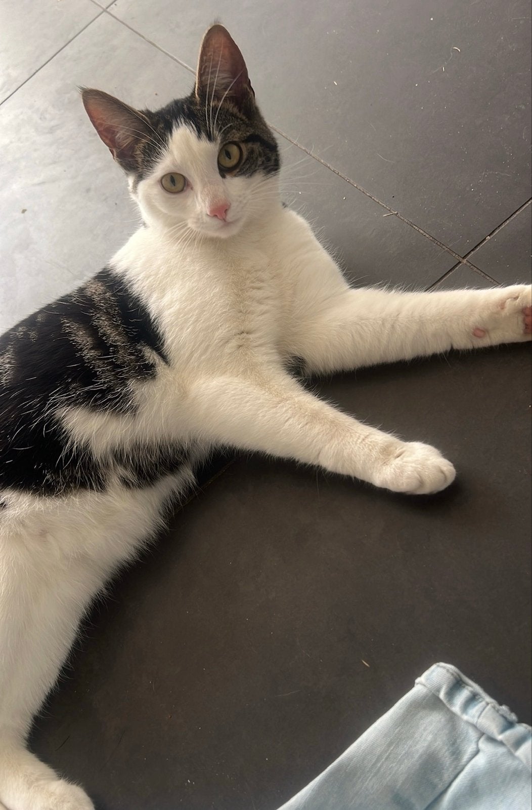 Lief en aanhankelijk poesje zoekt een nieuw, fijn thuis