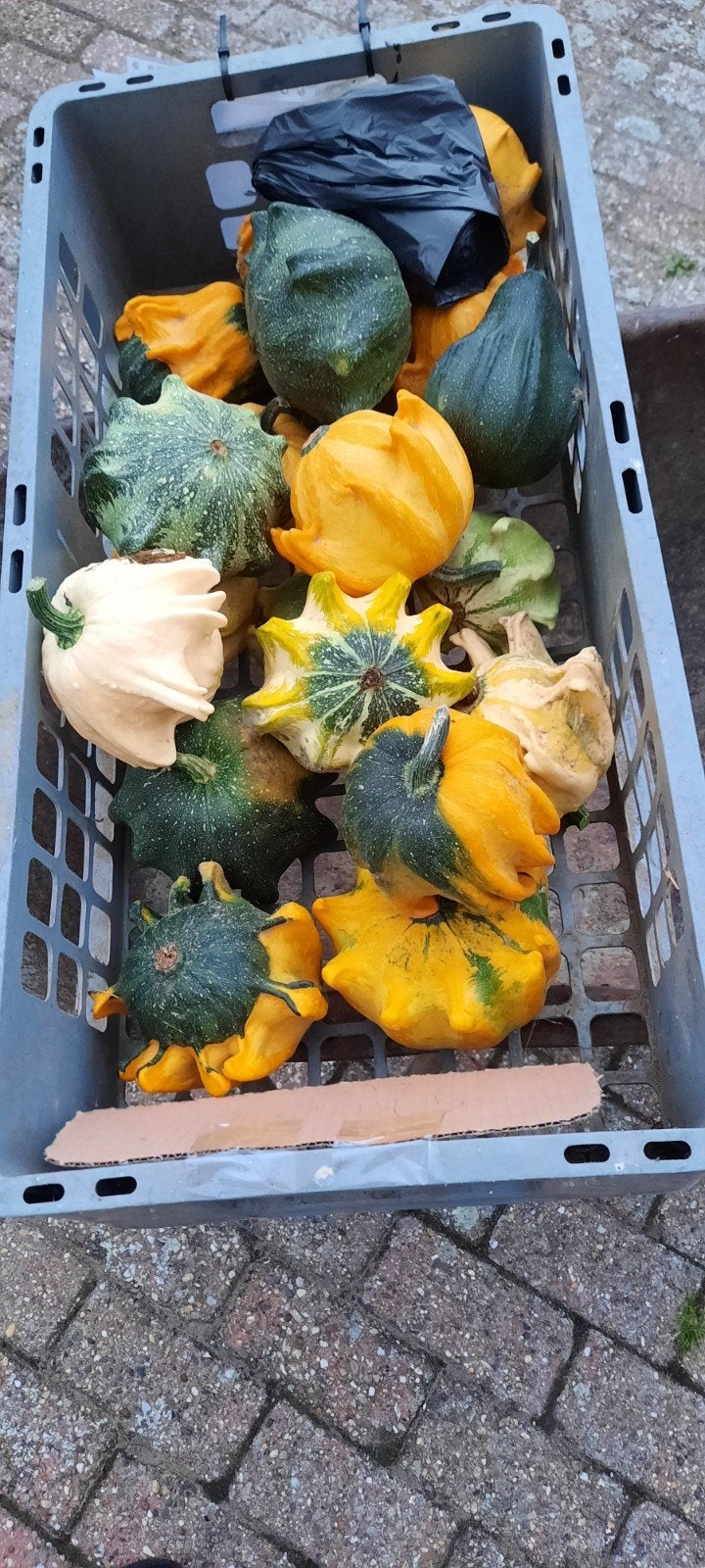 Kalebassen € 0,20 per stuk, Tuin en Terras, Ophalen