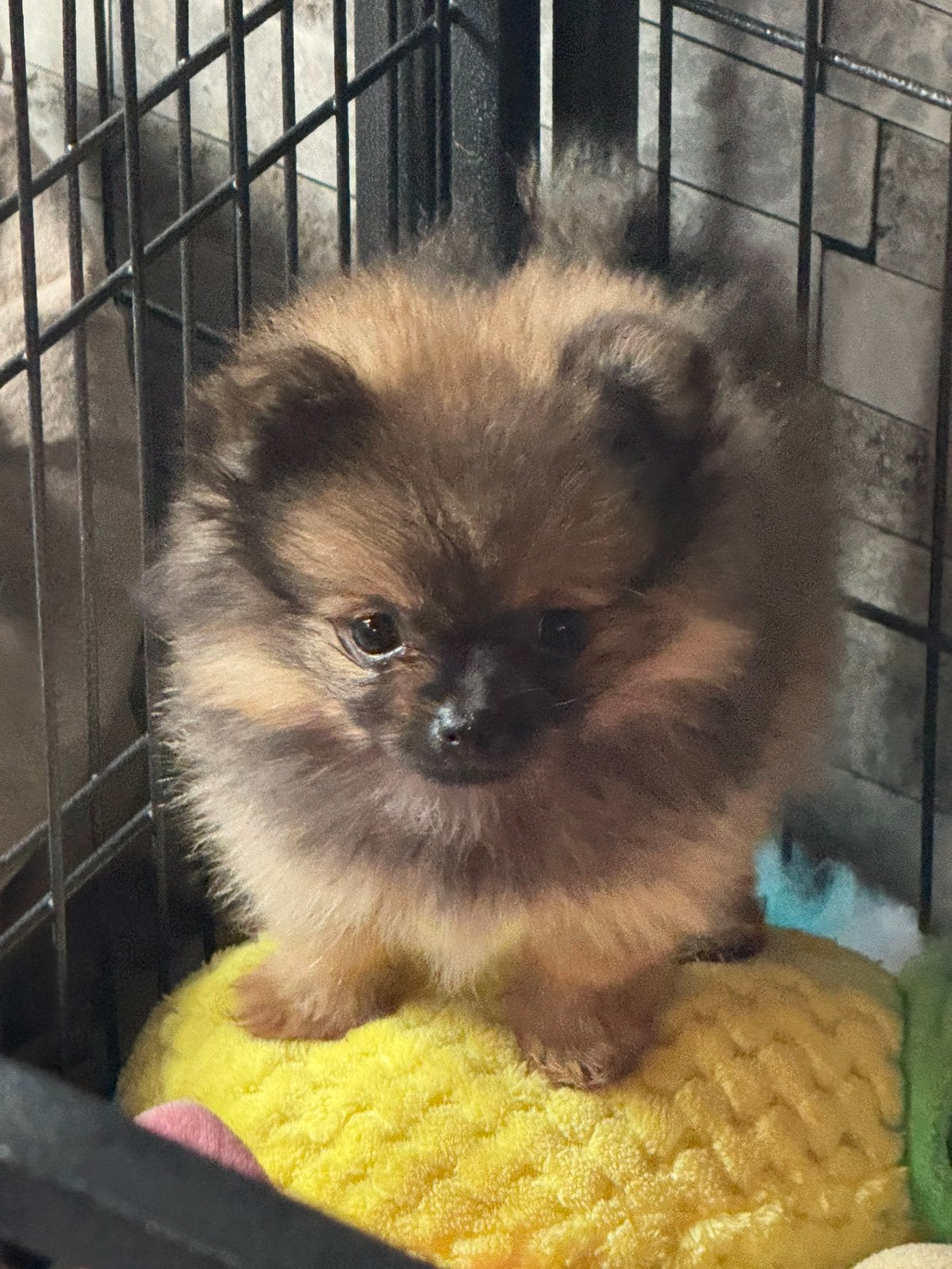 Pomeriaan pups teefjes beschikbaar, Parvo, Overige rassen, 8 tot 15 weken, Teef