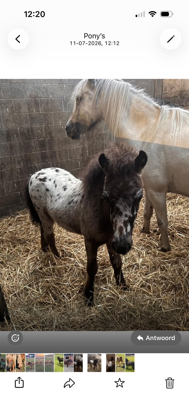 💖Prachtig appaloosa veulen💖en nog veel meer💖, Niet van toepassing, 0 tot 2 jaar, A pony (tot 1.17m), Recreatiepony