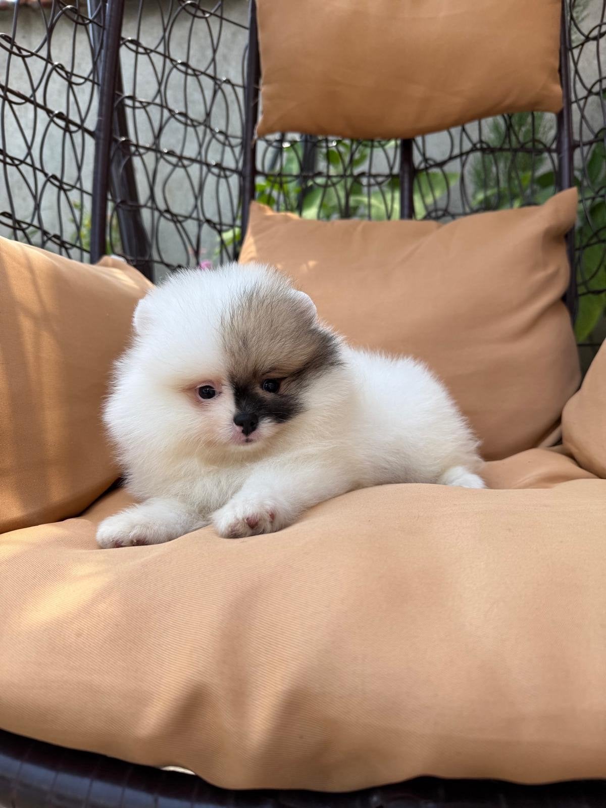 Pomeriaan pup, Dieren en Toebehoren, Honden | Chihuahua's en Gezelschapshonden, Overige rassen, 8 tot 15 weken, Buitenland, Parvo