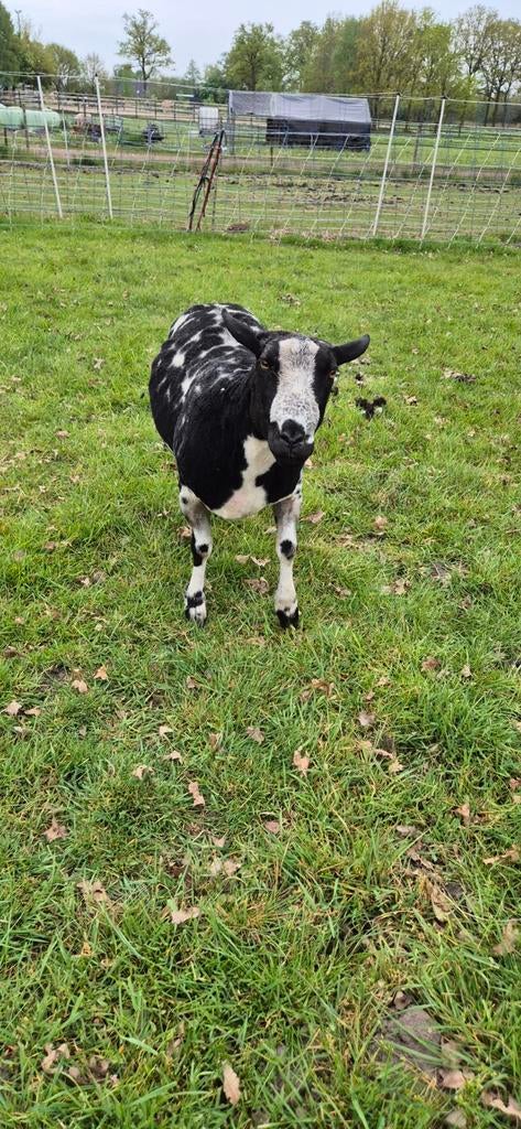 2 jarige Bonte ram, Dieren en Toebehoren, Mannelijk, Schaap