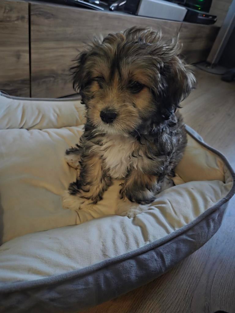 Boomer pup, laatste van het nest, Dieren en Toebehoren, Honden | Niet-rashonden, 8 tot 15 weken, Parvo, Meerdere, Meerdere dieren