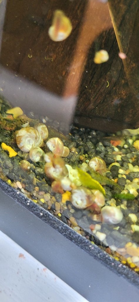Posthoornslak, Dieren en Toebehoren, Slak of Weekdier, Zoetwatervis
