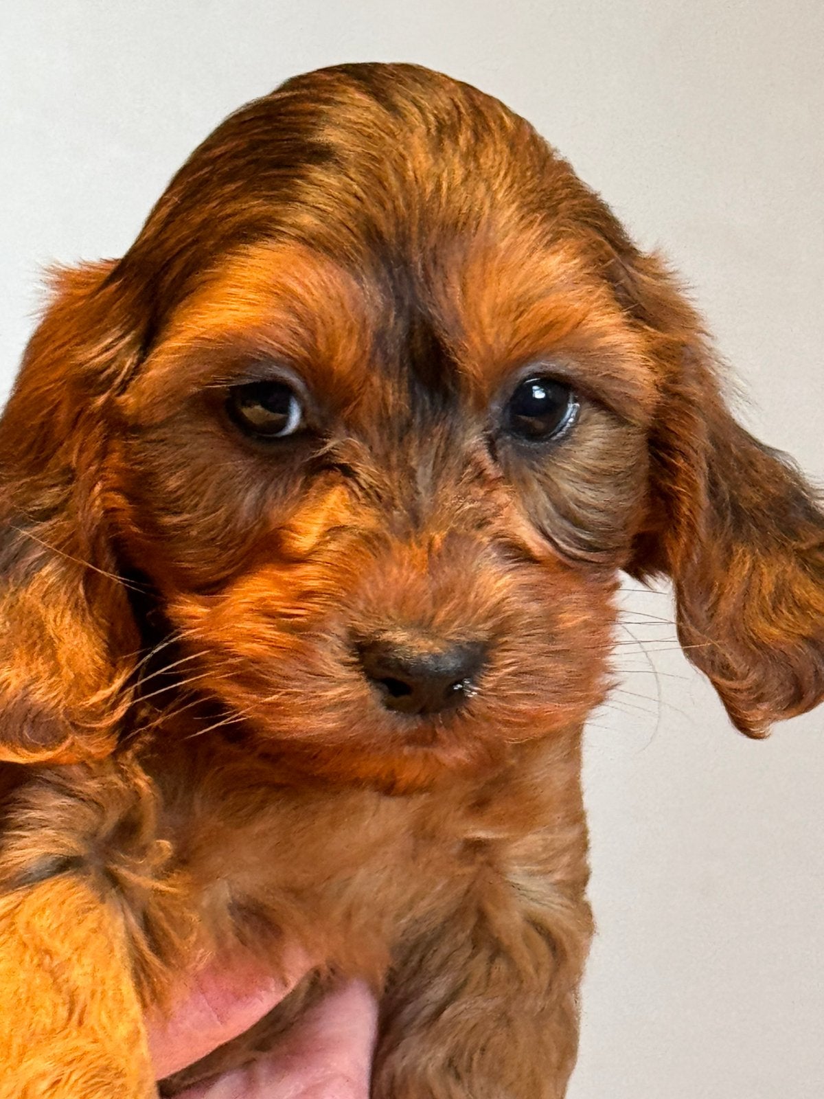 Bijzonder mooie Cockapoo pups in bruintinten., Nederland, Overige rassen, CDV (hondenziekte), 8 tot 15 weken