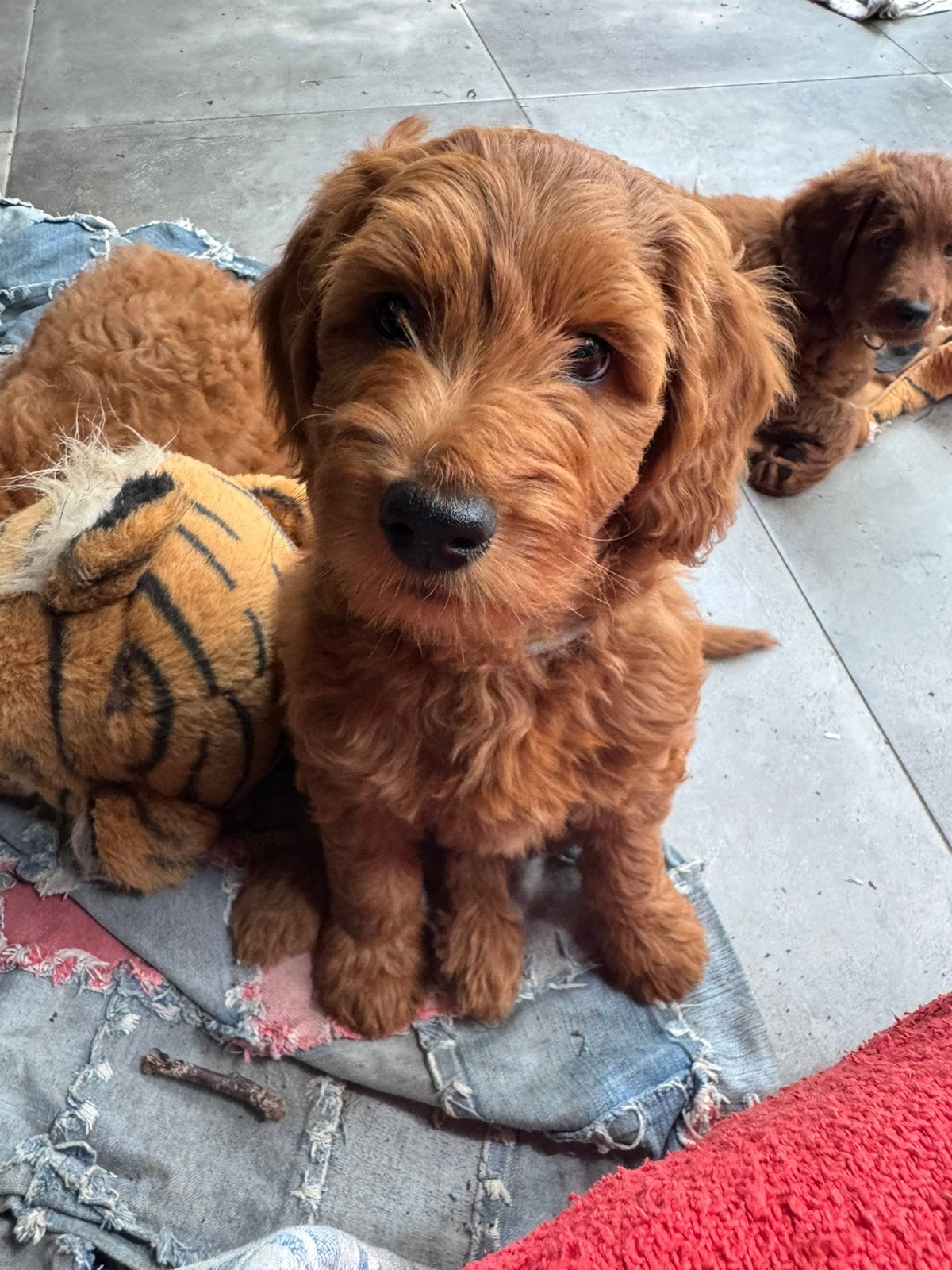 Australiën doodle pups  medium abrikoos, Dieren en Toebehoren, Honden | Retrievers, Spaniëls en Waterhonden, Parvo, Overige rassen